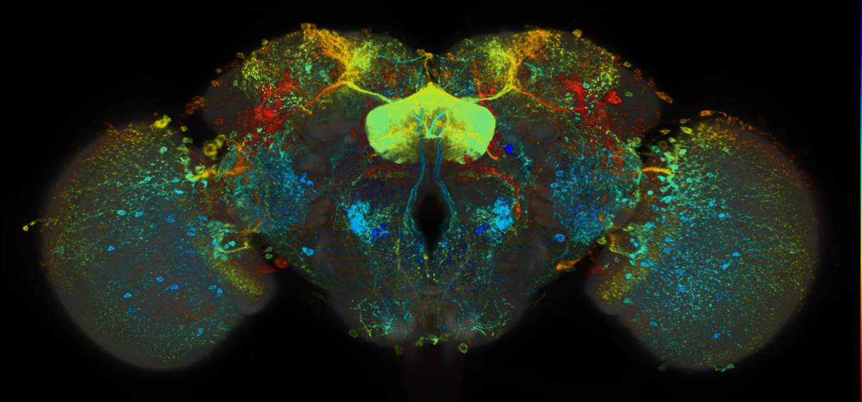 P{GMR72E09-lexA} expression pattern