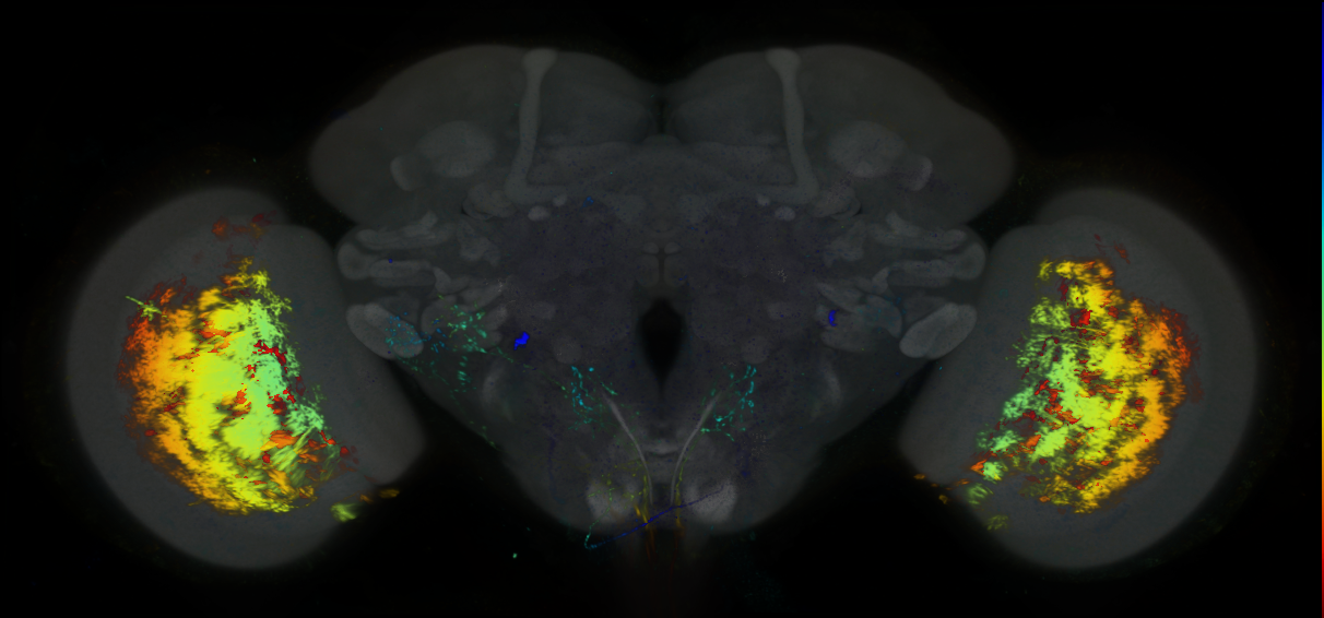 P{GMR72F03-lexA} expression pattern