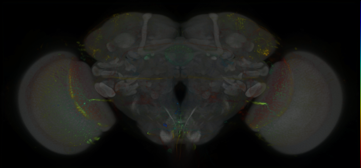 P{GMR72G01-lexA} expression pattern