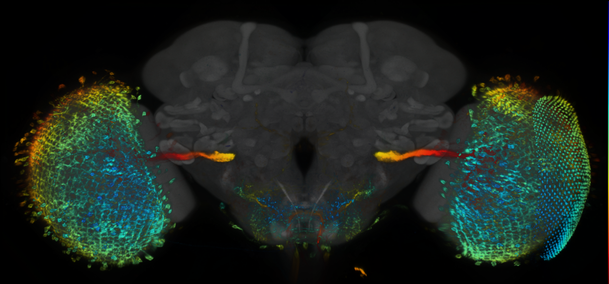 P{GMR73A05-lexA} expression pattern