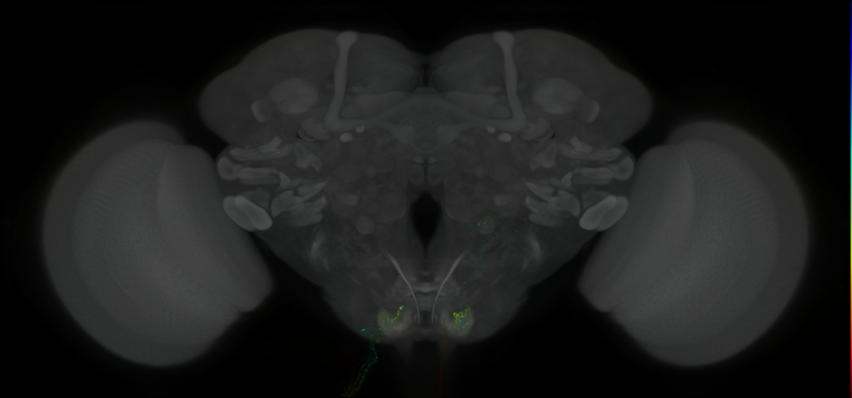 P{GMR73G10-lexA} expression pattern