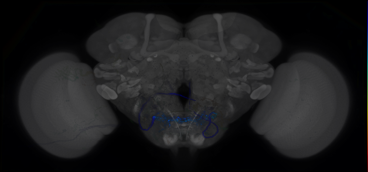 P{GMR75F02-lexA} expression pattern