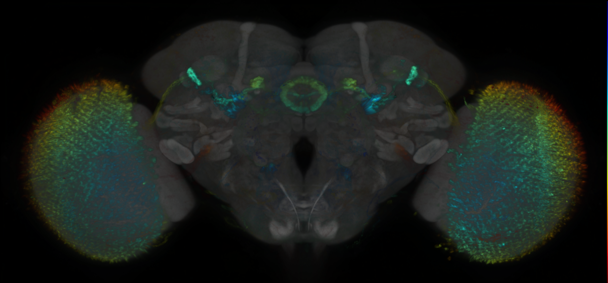 P{GMR77D07-lexA} expression pattern