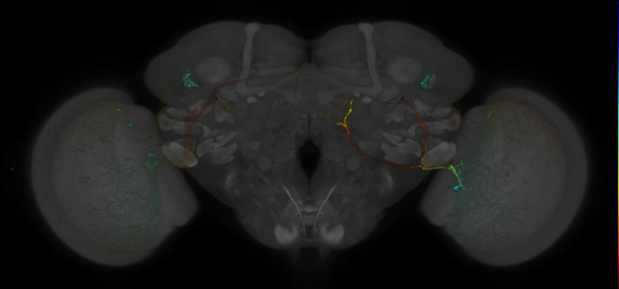 P{GMR78H08-lexA} expression pattern