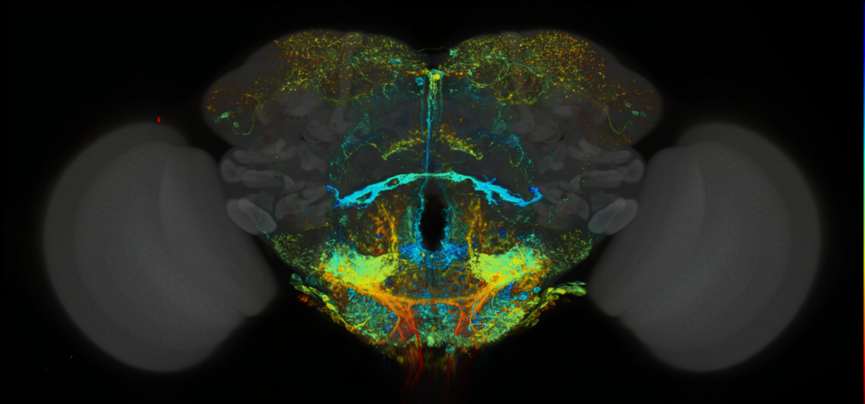 P{GMR79H04-lexA} expression pattern