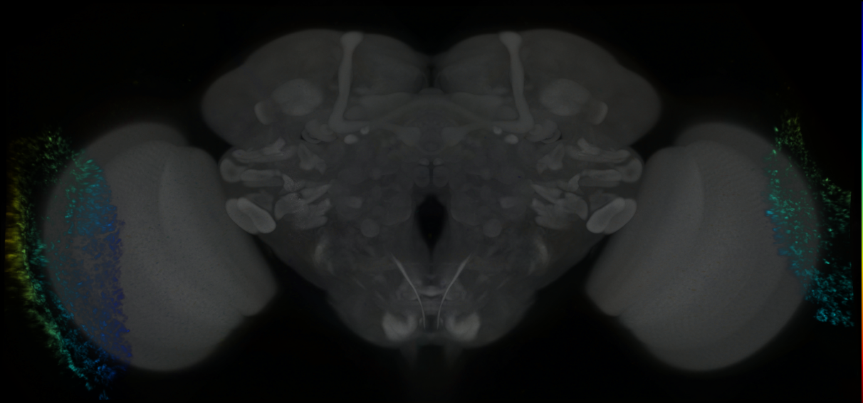 P{GMR81C10-lexA} expression pattern