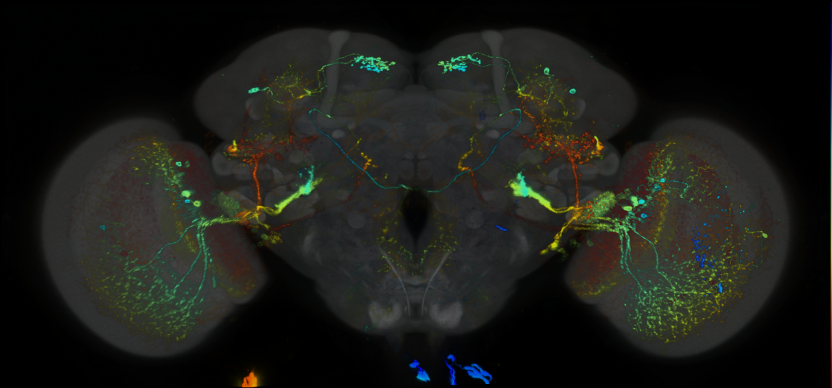 P{GMR81E06-lexA} expression pattern