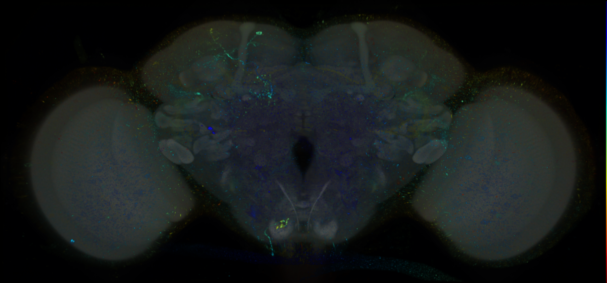 P{GMR84B08-lexA} expression pattern