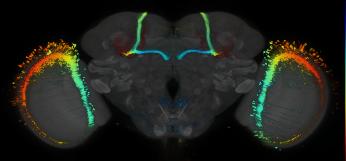 P{GMR85E11-lexA} expression pattern