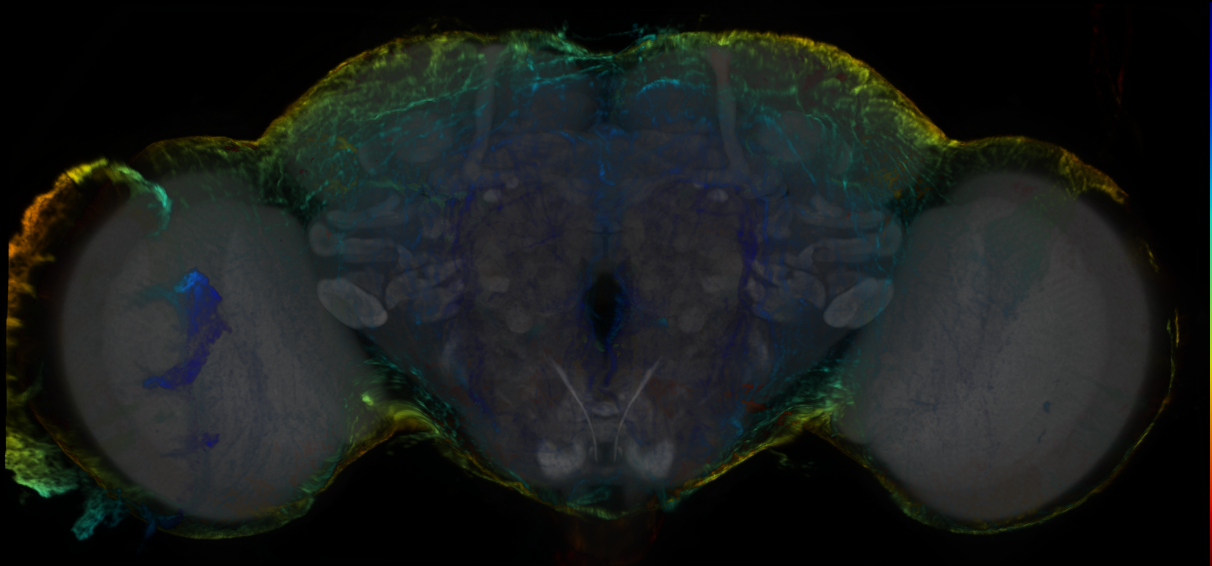 P{GMR85G01-lexA} expression pattern