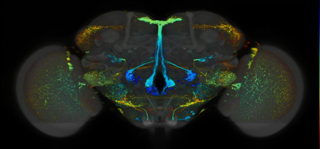 P{GMR85H03-lexA} expression pattern
