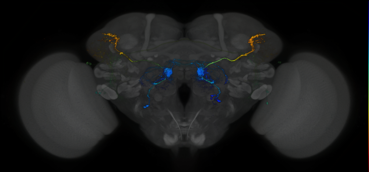 P{GMR86G06-lexA} expression pattern