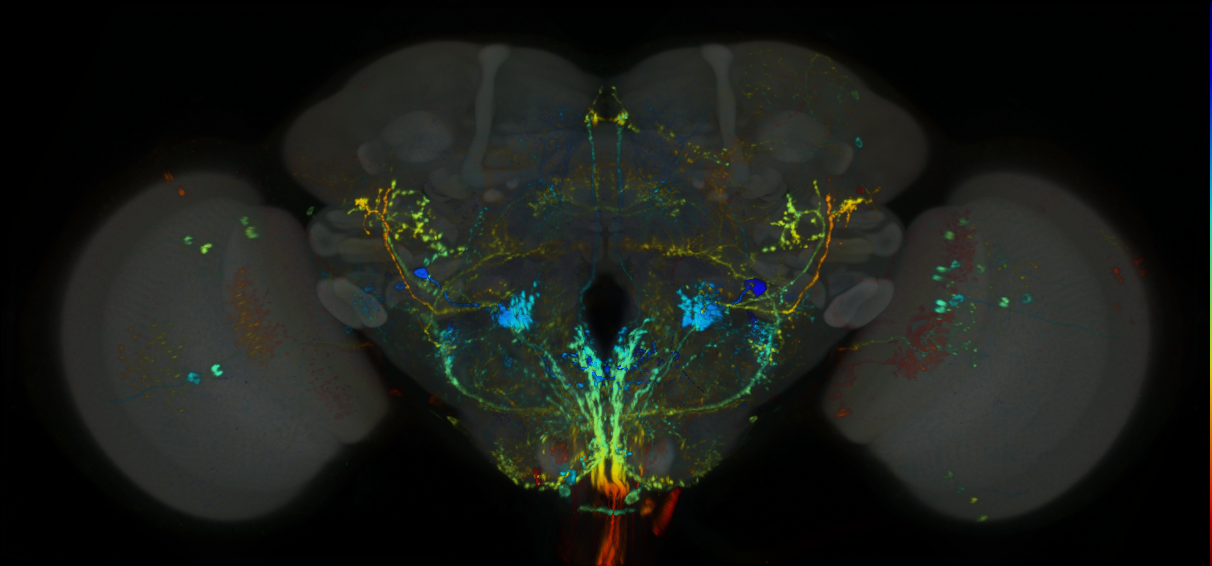 P{GMR87F12-lexA} expression pattern