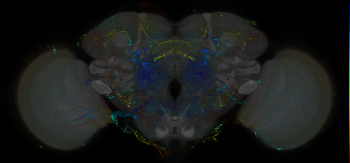 P{GMR89F12-lexA} expression pattern