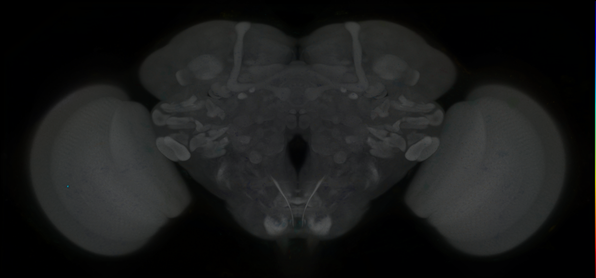 P{GMR9C07-lexA} expression pattern