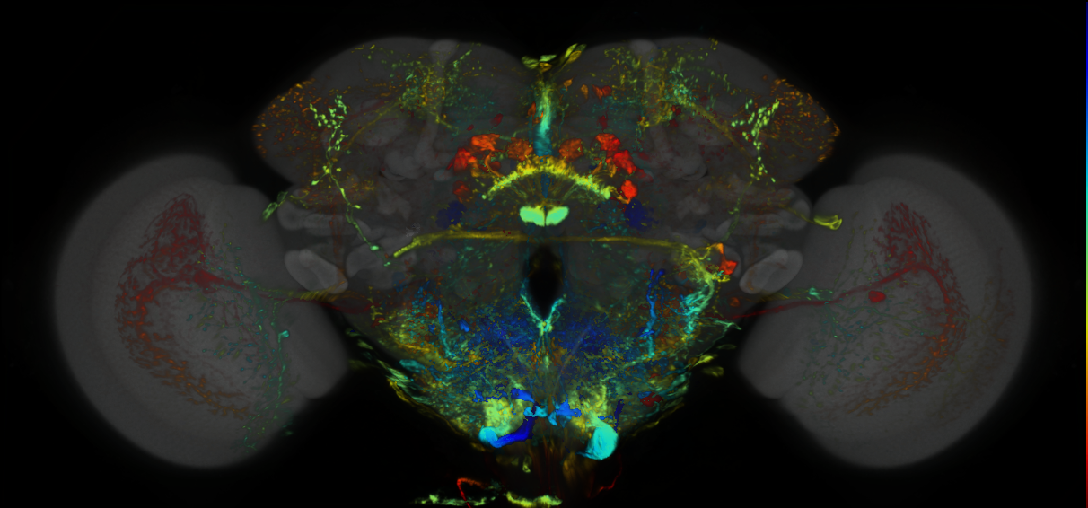 P{GMR9F06-lexA} expression pattern
