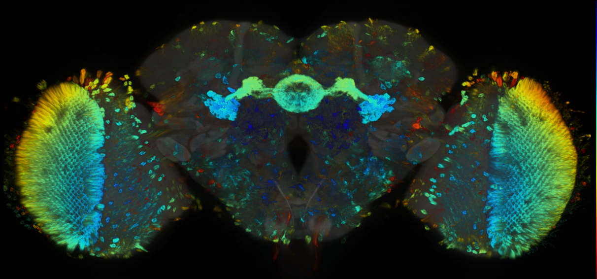 P{GMR10D07-GAL4} expression pattern