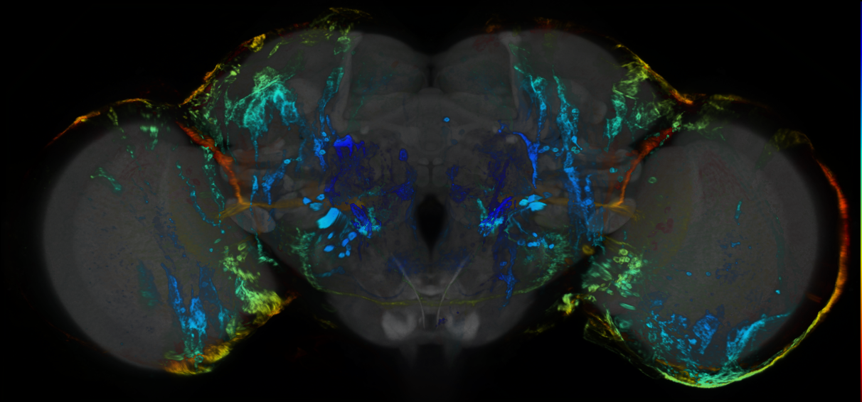 P{GMR10E05-GAL4} expression pattern