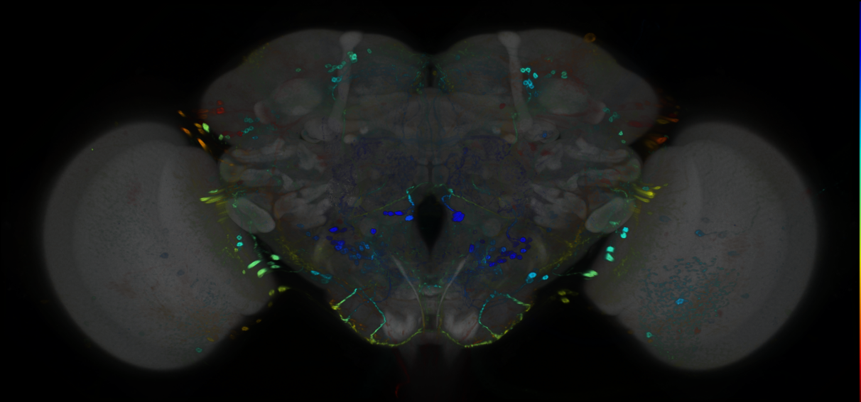 P{GMR11A12-GAL4} expression pattern