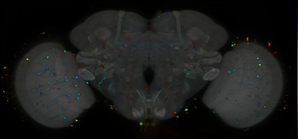 P{GMR11B06-GAL4} expression pattern