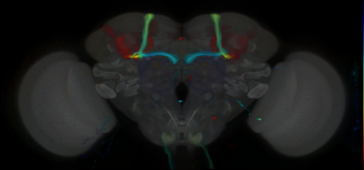 P{GMR11H01-GAL4} expression pattern