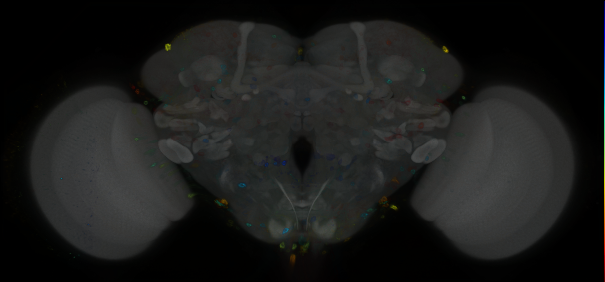 P{GMR11H05-GAL4} expression pattern