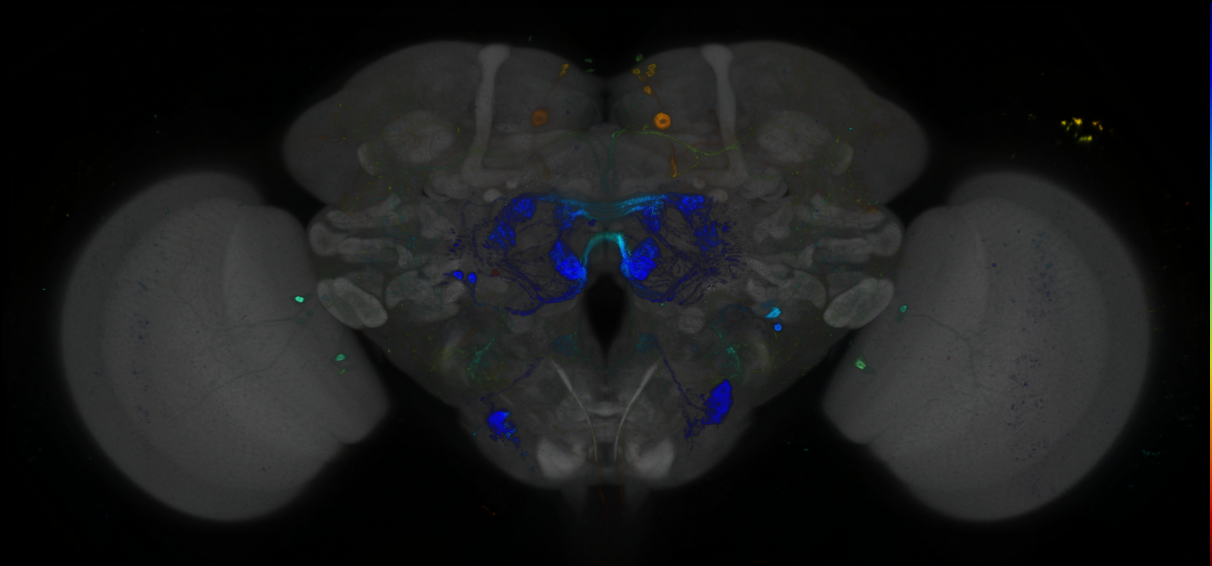 P{GMR11H10-GAL4} expression pattern