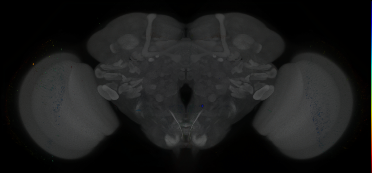 P{GMR12A05-GAL4} expression pattern