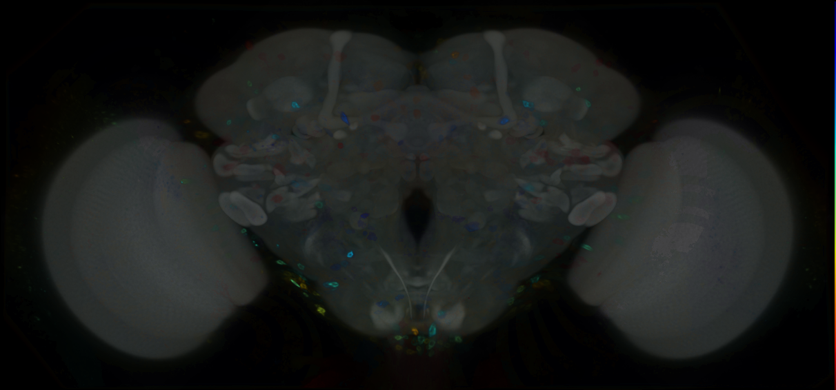 P{GMR12A08-GAL4} expression pattern