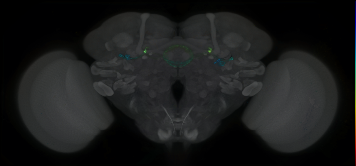P{GMR12B01-GAL4} expression pattern