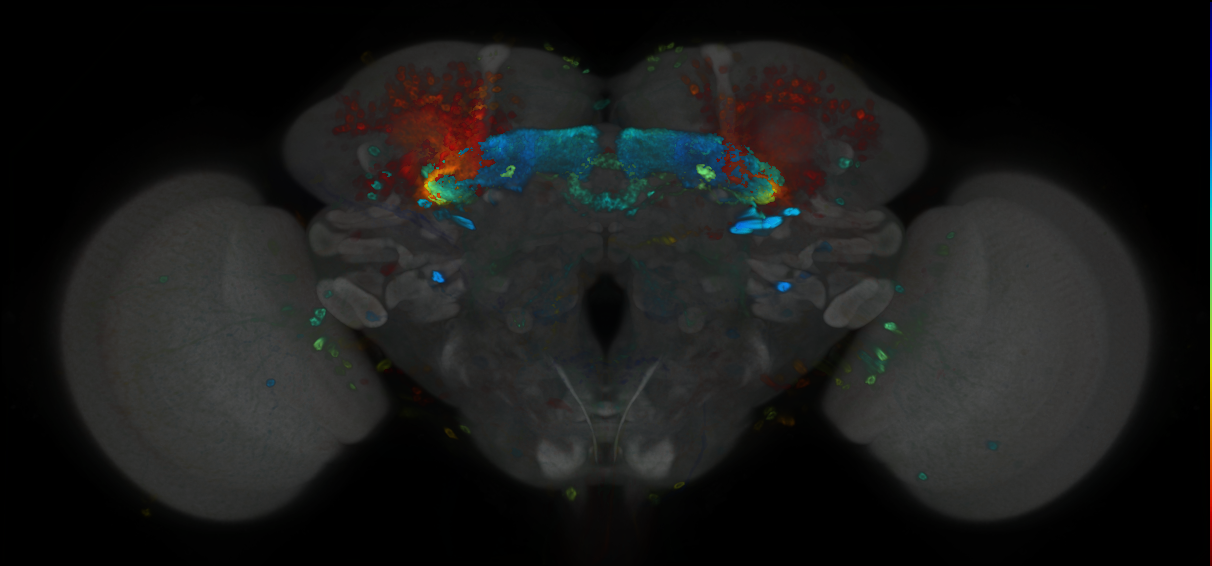 P{GMR12F03-GAL4} expression pattern