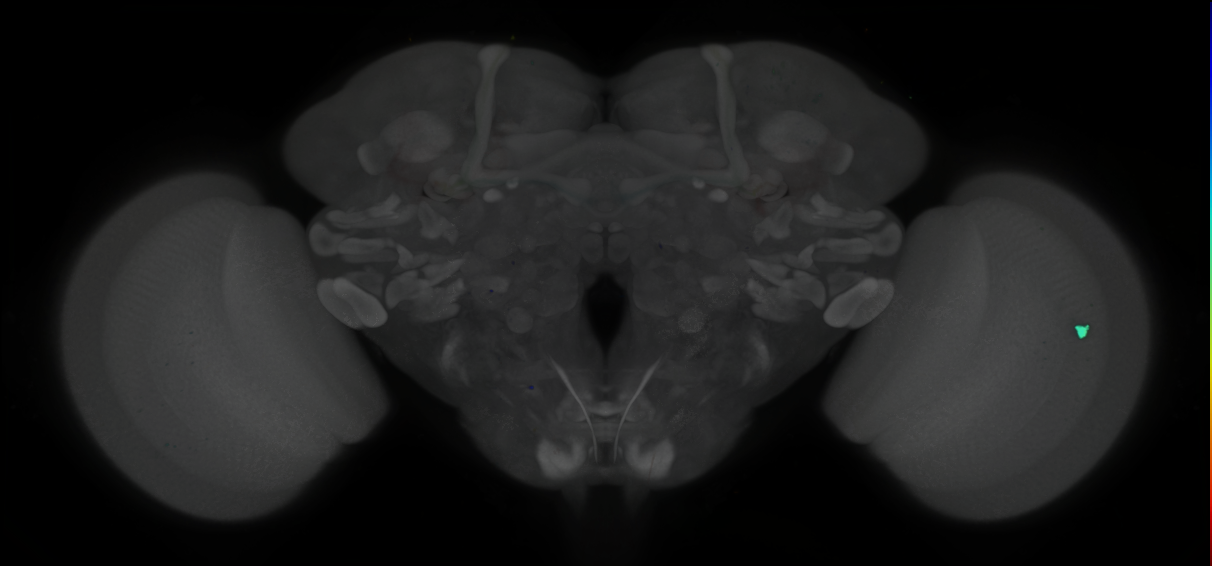 P{GMR12F08-GAL4} expression pattern