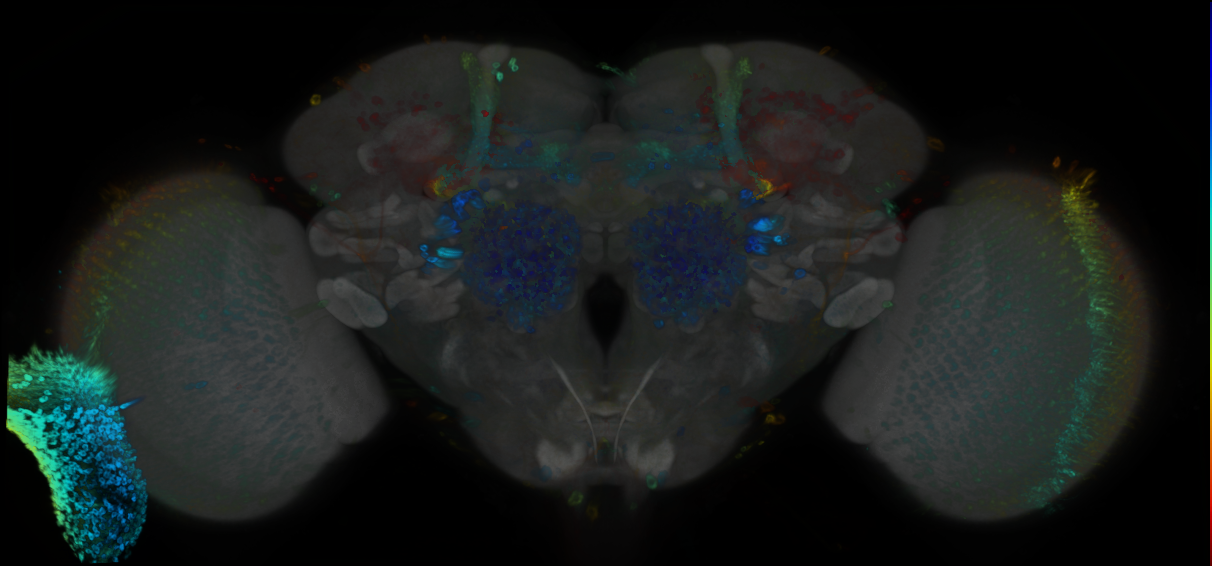 P{GMR12F09-GAL4} expression pattern