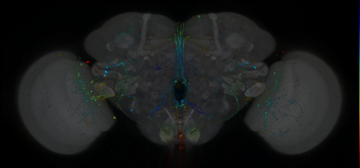 P{GMR12G07-GAL4} expression pattern
