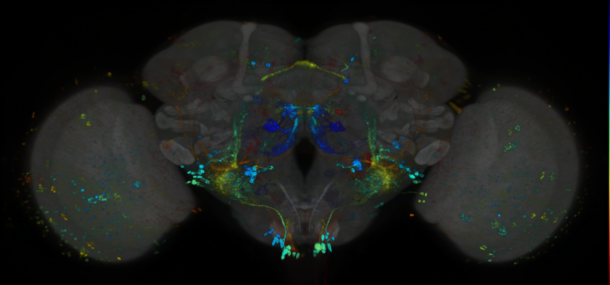 P{GMR12G10-GAL4} expression pattern
