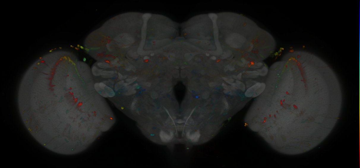 P{GMR13B01-GAL4} expression pattern