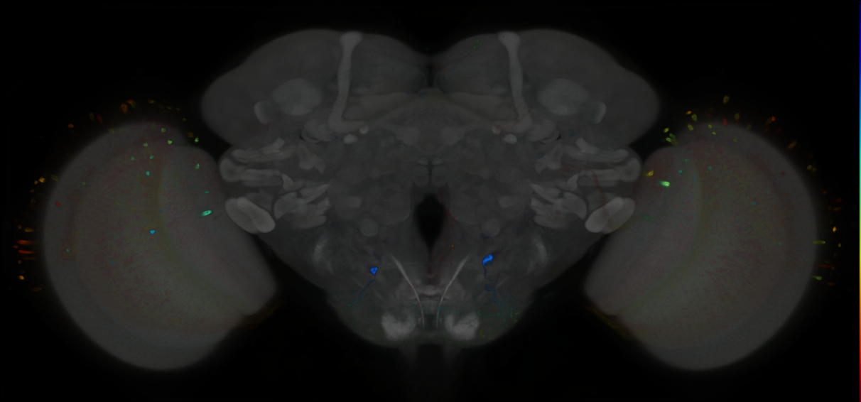 P{GMR13B02-GAL4} expression pattern