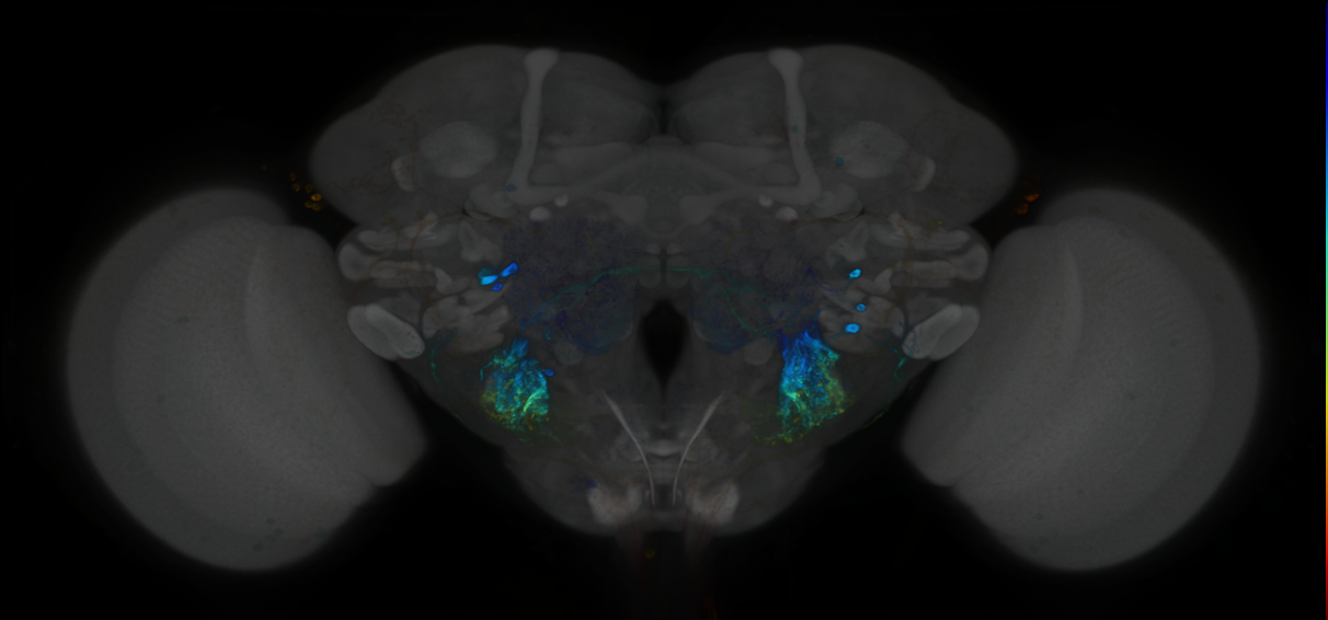 P{GMR13B06-GAL4} expression pattern