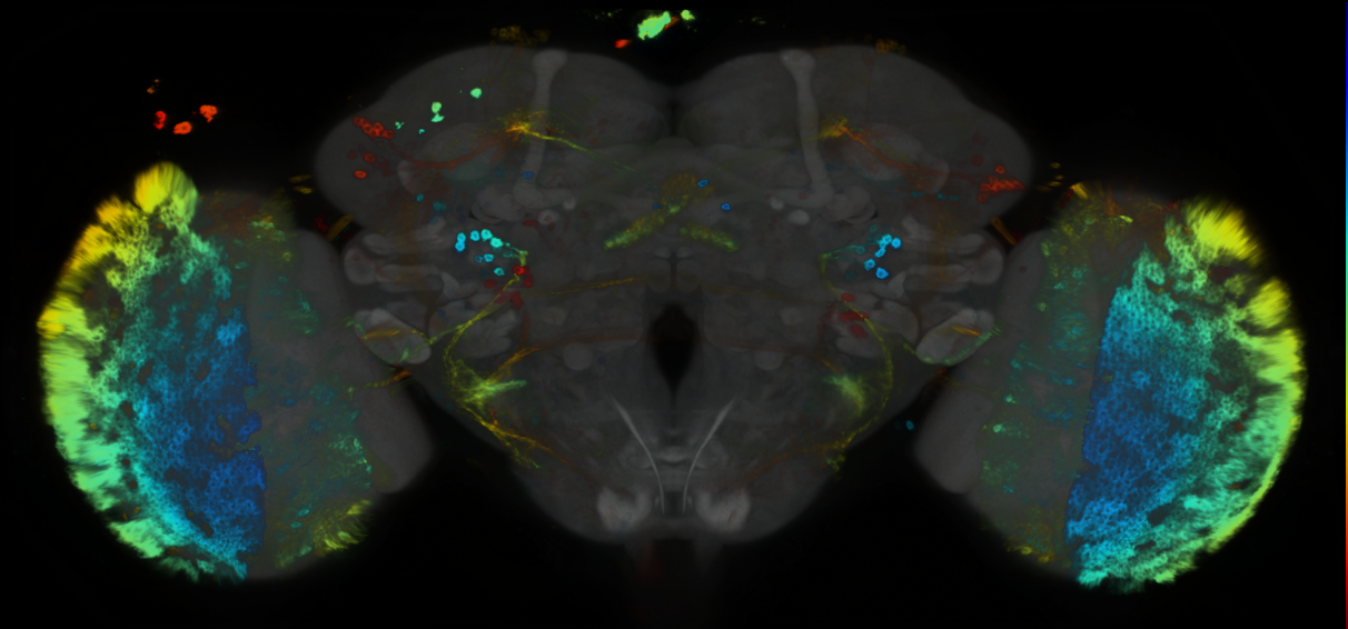 P{GMR13B10-GAL4} expression pattern