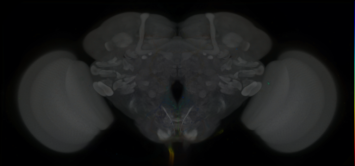 P{GMR13D04-GAL4} expression pattern