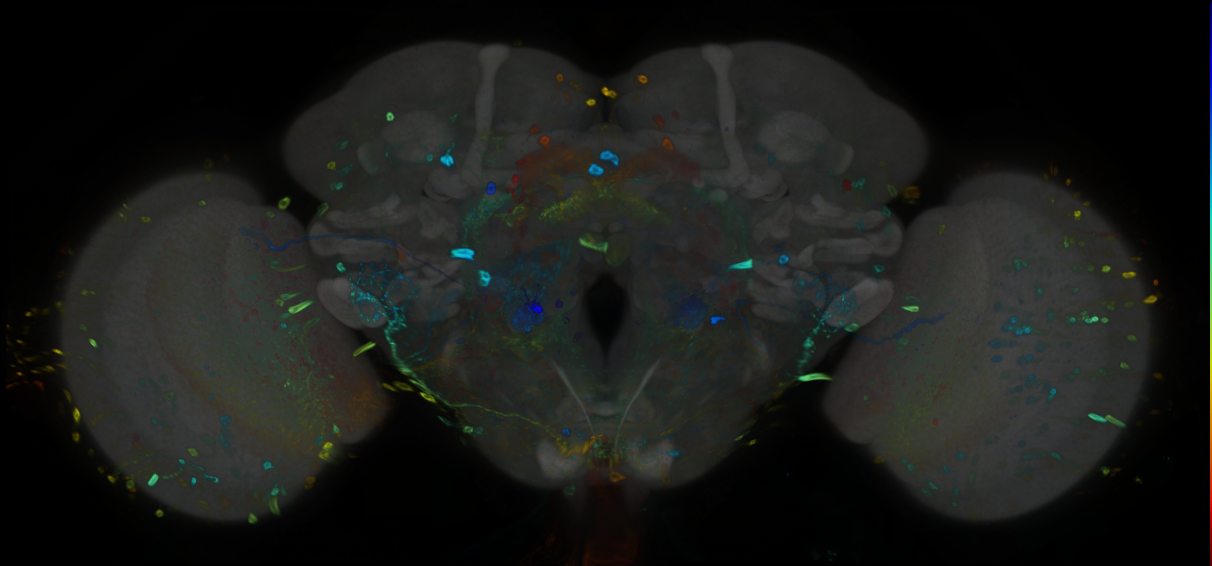 P{GMR13D09-GAL4} expression pattern