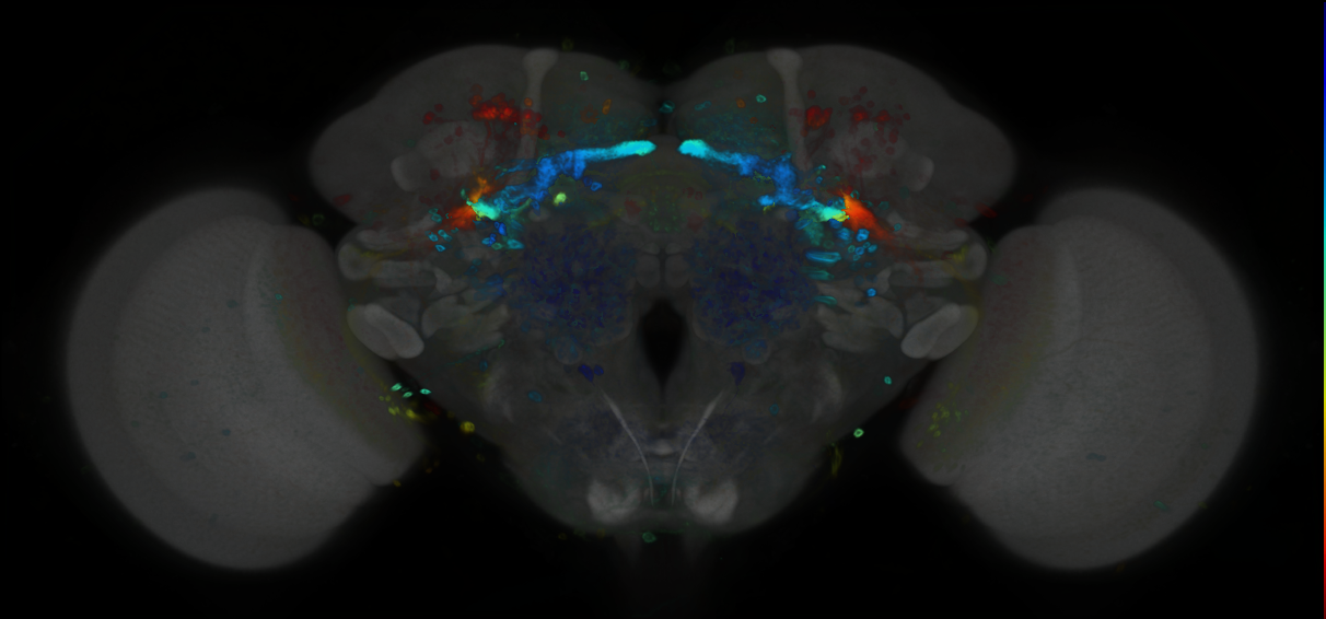 P{GMR13D11-GAL4} expression pattern