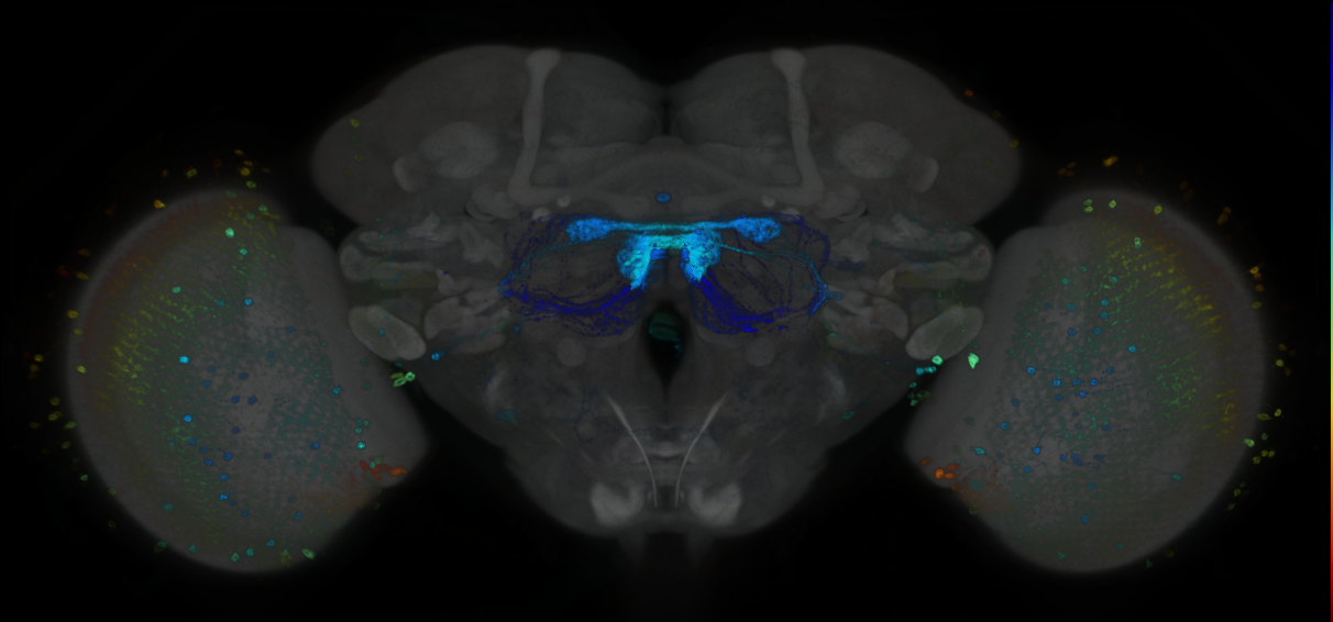 P{GMR13G03-GAL4} expression pattern