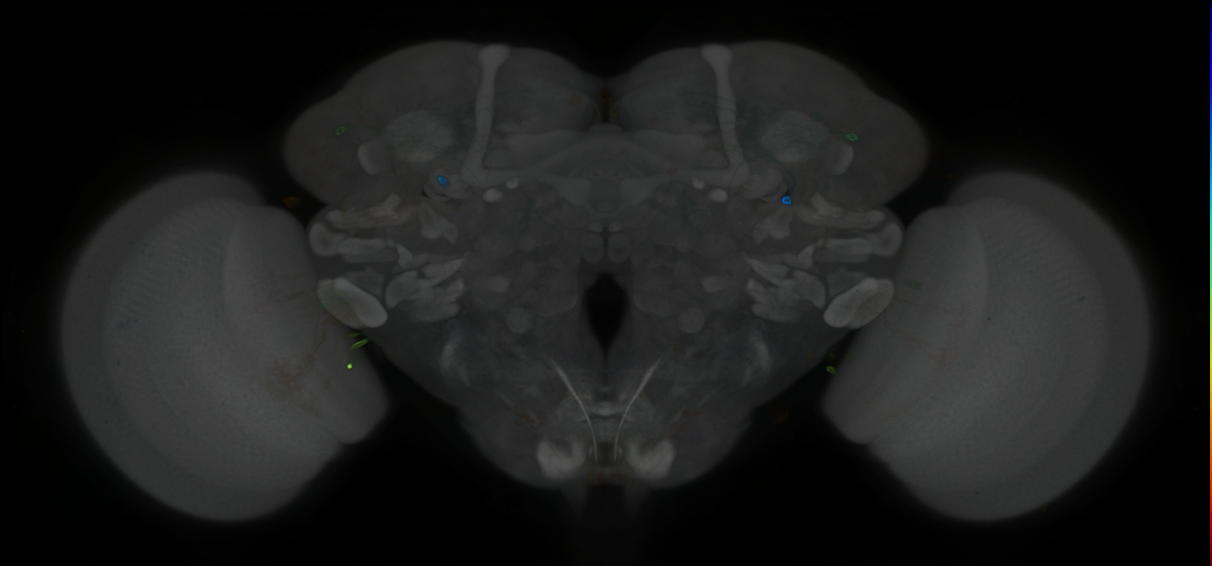 P{GMR13G04-GAL4} expression pattern