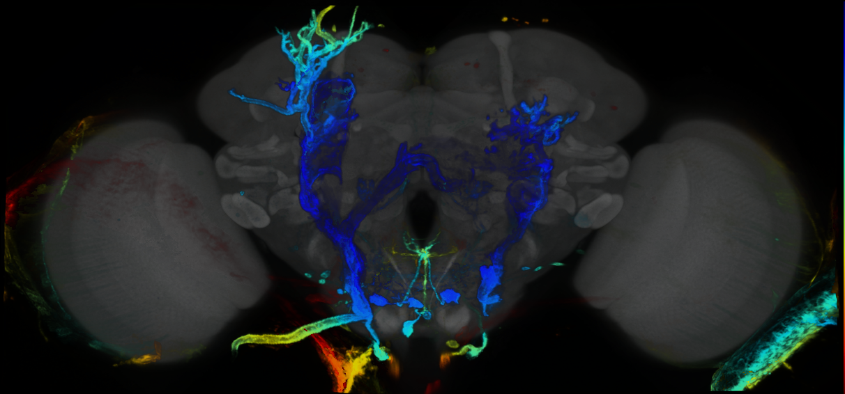 P{GMR13G12-GAL4} expression pattern