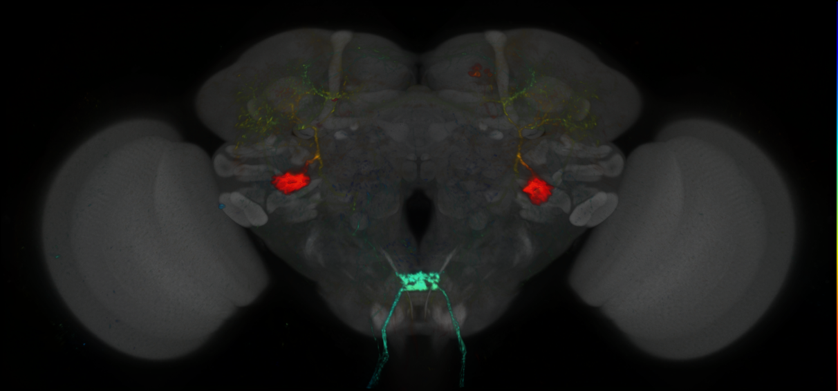 P{GMR13H04-GAL4} expression pattern