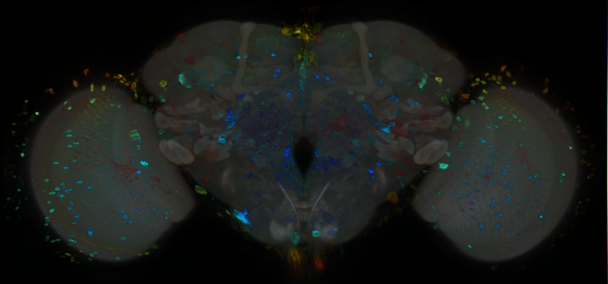 P{GMR14B03-GAL4} expression pattern