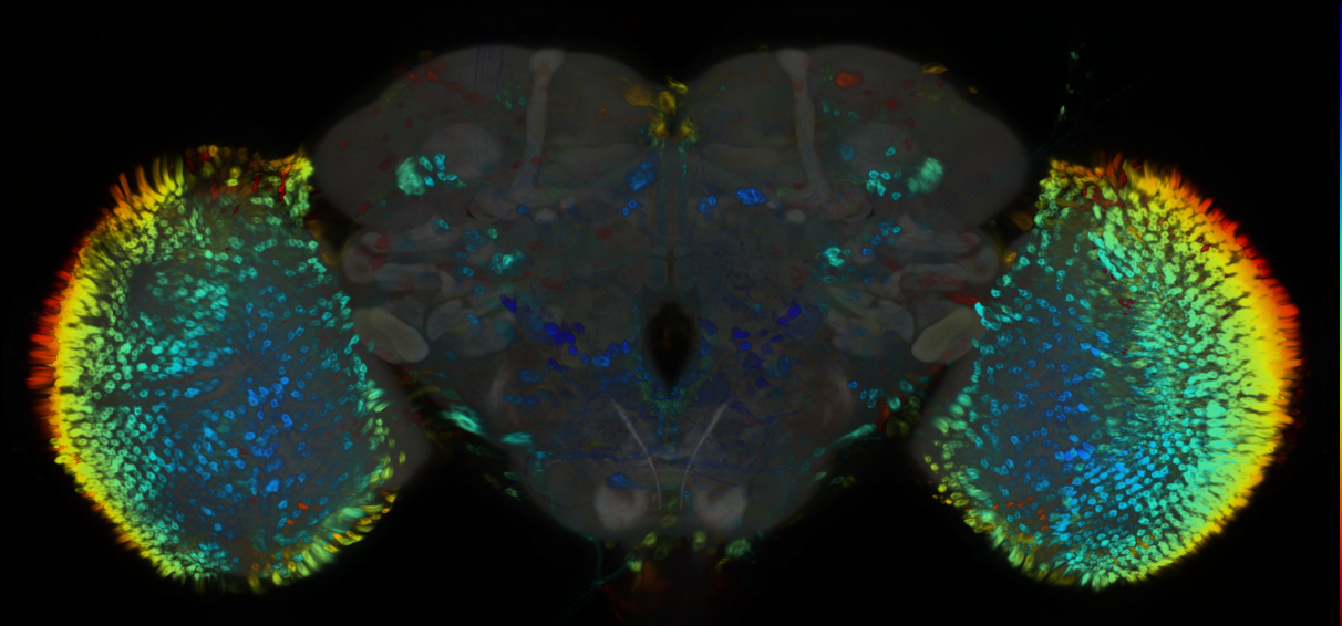 P{GMR14E04-GAL4} expression pattern