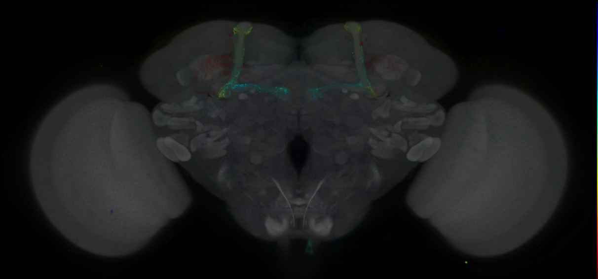 P{GMR14G01-GAL4} expression pattern