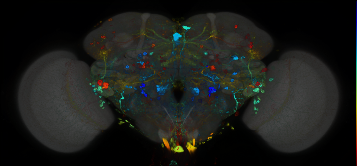 P{GMR14G10-GAL4} expression pattern
